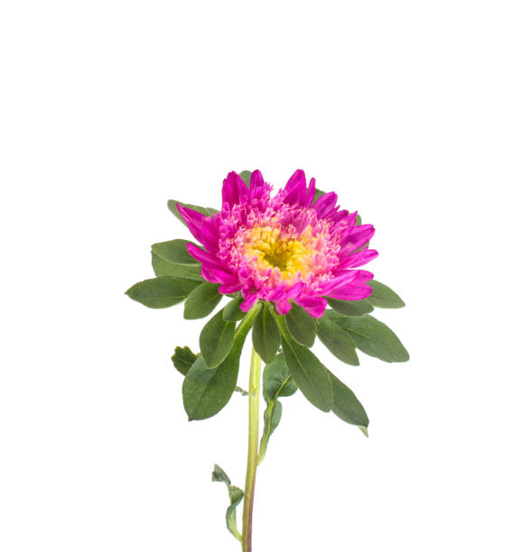 schöne rosa blume mit aster stamm auf weißem hintergrund, isolieren, chrysantheme - gerbera daisy stem flower head pink stock-fotos und bilder