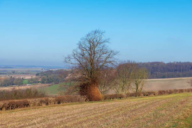 Overlooking the rolling hills and fields of the Yorkshire Wolds on a winter day with strange-looking tree in foreground.