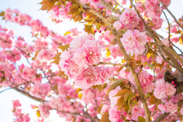 istock Landscape with dense flower peaches. 1317590972