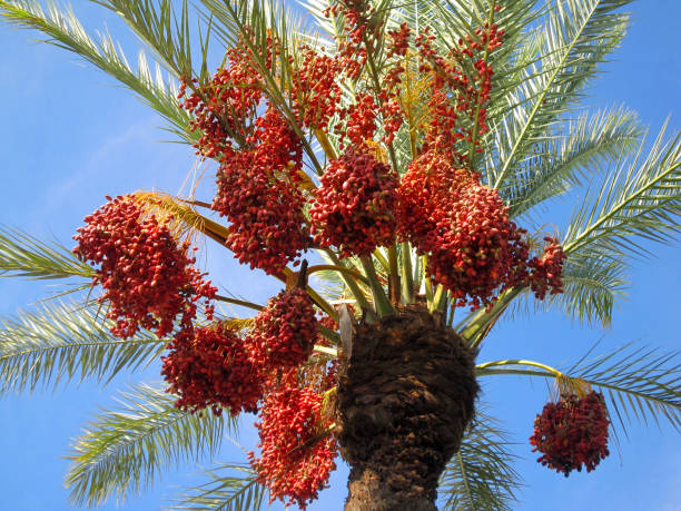istock Date palm with fruits 1317591039