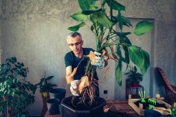istock Mature man planting the houseplants 1317591278
