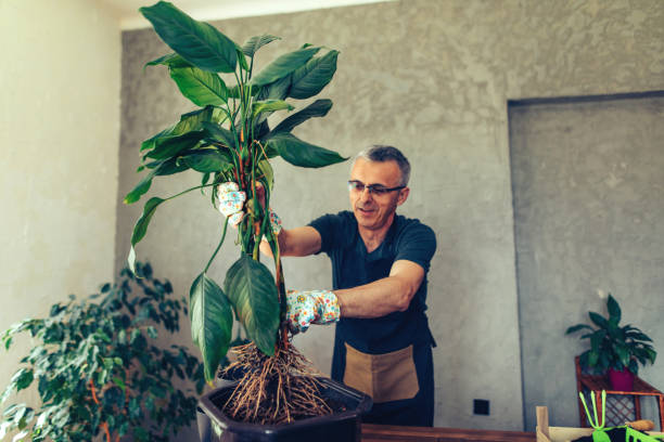 istock Lot of love for plants 1317591309