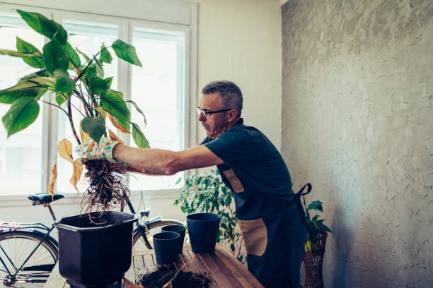 istock Mature man planting at home 1317591316