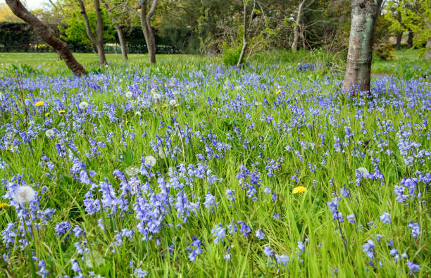 istock Bluebell blossom in the garden 1317591347