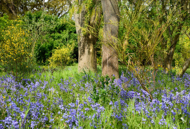 istock Bluebell blossom in the garden 1317592067