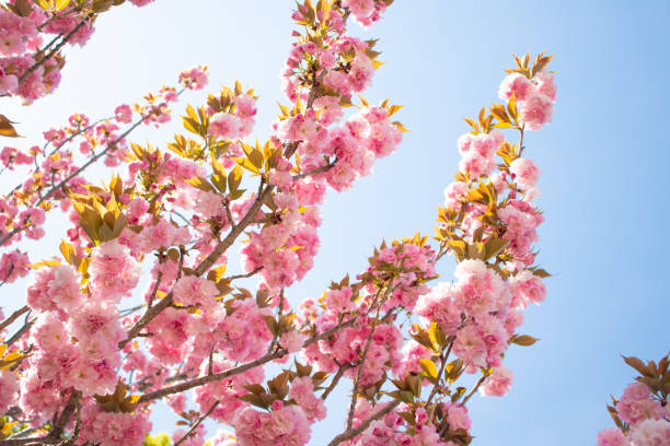 istock Flower peach blooming in the deep blue sky. 1317592737