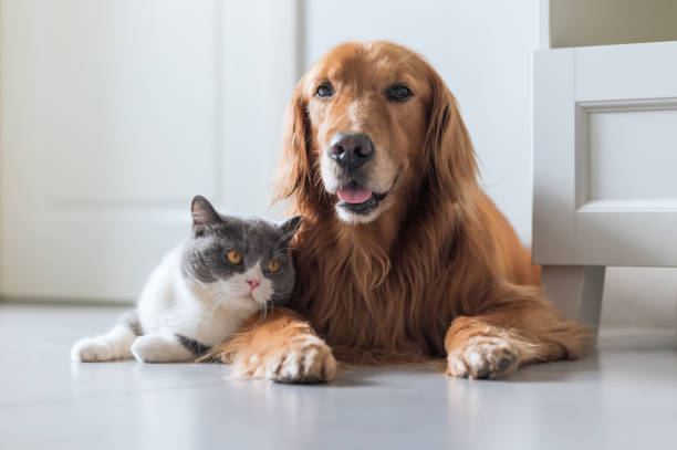 istock British Shorthair and Golden Retriever 1317593657