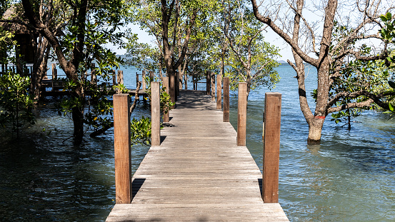 Empty walkway into a tropical mangrove allowing tourists to access and learn about nature. Recreation boardwalk or path into swamp area