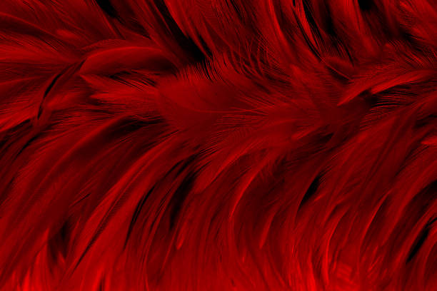 istock Dark red color bird feather pattern texture for background and design. 1317594696