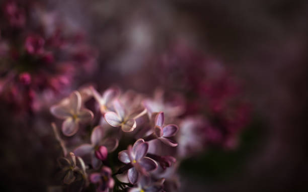 istock Close-up image of lilac flowers in springtime 1317596320