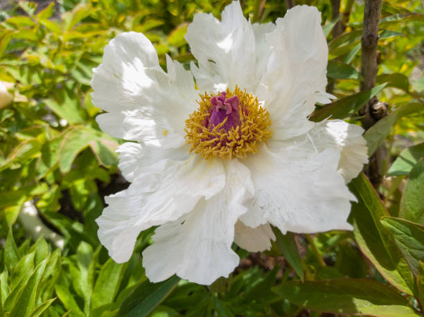 istock Peon bush. White flower. Garden. 1317596365