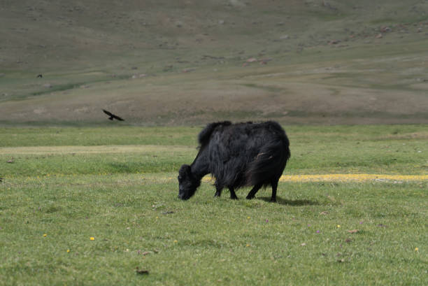 black yak grazing on a green meadow in the mountains. High quality photo