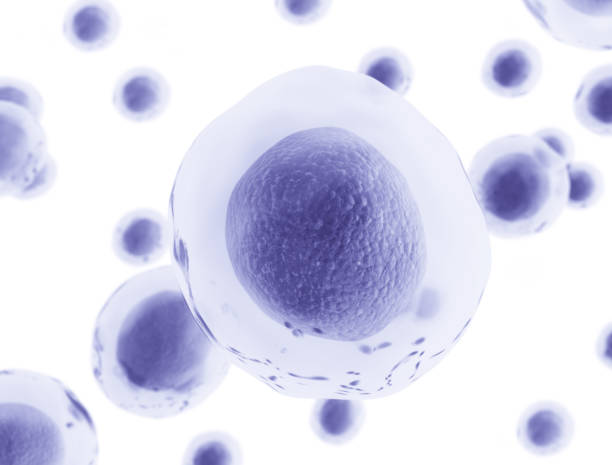 illustrazione di cellule umane - ovulo foto e immagini stock