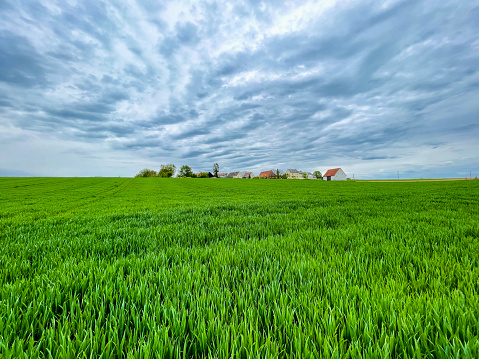 Agricultural green field and small village at the horizon, dramatic sky