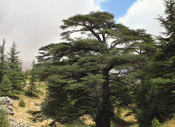 istock Cedars of The Lord, Lebanon 1317600075