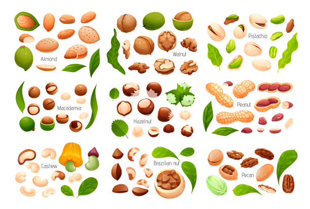 Big set of common nuts, vector isolated objects Big set of common nuts. Constructor for nut compositions includes different growing stages and leaves. Vector illustration of isolated objects in cute realistic cartoon style pecan icon stock illustrations