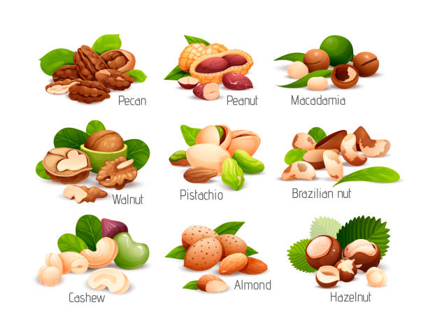 너트 컴포지션, 라벨 및 스티커에 적합 - quarter view stock illustrations