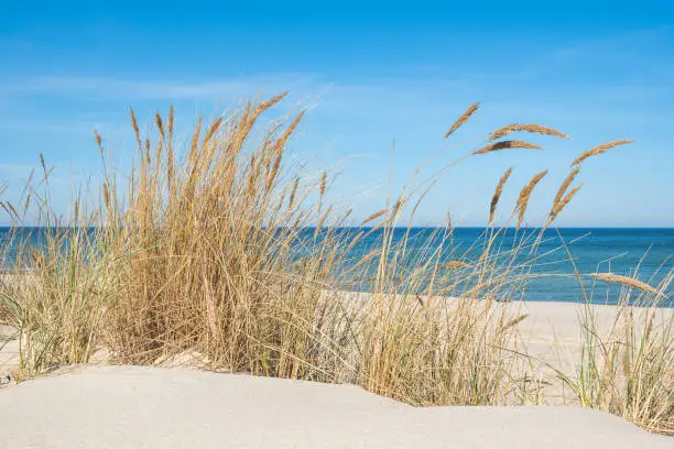 Photo of Beautiful calm blue sea with waves and sandy beach with reeds and dry grass