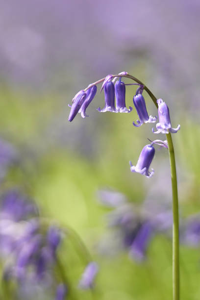 istock Bluebells In Woodland 1317600644