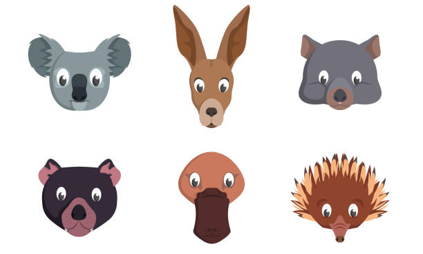 Set of australian animal heads. Set of australian animal heads. Wildlife inhabitants in cartoon style. echidna isolated stock illustrations