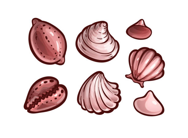 набор ракушек. морские раковины животных, мультяшное искусство - cowrie shell stock illustrations