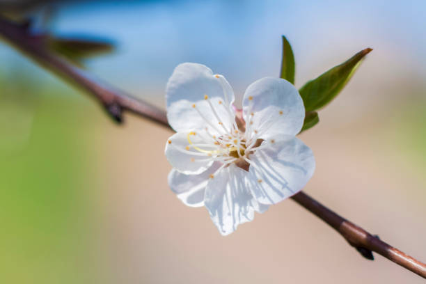 istock Nature in spring. A branch with white spring flowers on the tree. 1317601247