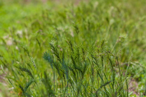 istock Meadow field with fresh juicy green grass. 1317601378