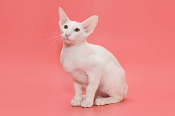 istock White kitten of oriental breed 1317604514