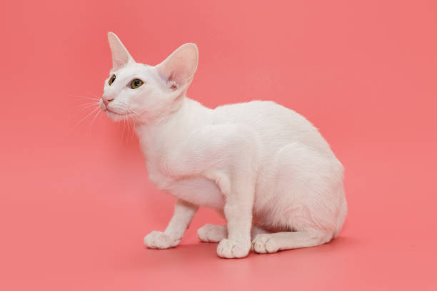 istock White kitten of oriental breed 1317604528