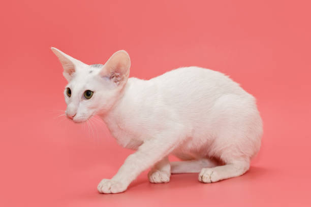 istock White kitten of oriental breed 1317604533