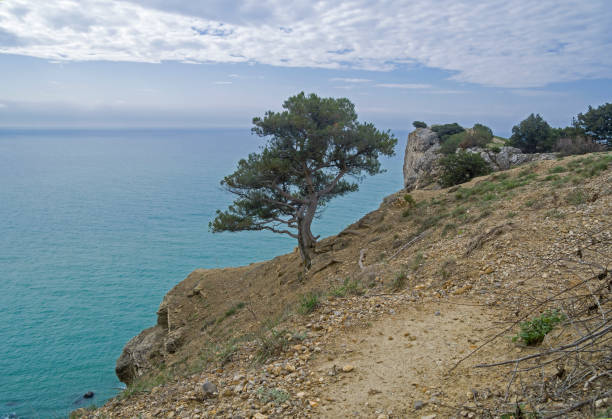 A relict treelike juniper at the top of a coastal cliff. A relict treelike juniper (Juniperus excelsa) at the cliff at the top of Cape Alchak.  Sudak, Crimea. Cloudy day at the end of April. juniperus excelsa stock pictures, royalty-free photos & images