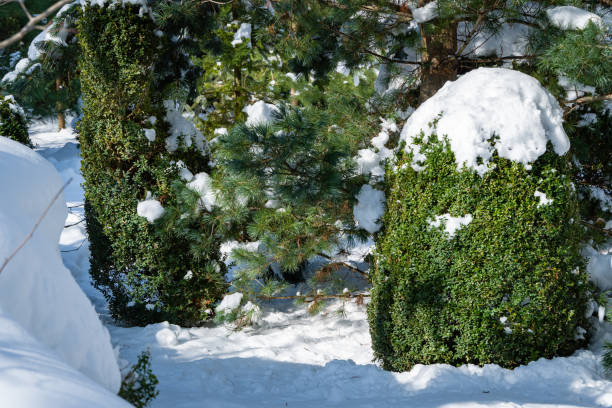 Boxwood Buxus sempervirens are boxwood bushes or European box with bright shiny foliage under the snow. Evergreen landscaped winter garden. Perfect backdrop for any natural theme. Place for your text. boxwood buxus sempervirens son arbustos de madera de caja o caja europea con follaje brillante brillante bajo la nieve. jardín de invierno ajardinado evergreen. telón de fondo perfecto para cualquier tema natural. colóquelo para su texto.