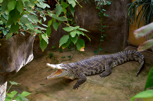 Cuban crocodile with open mouth in the sun