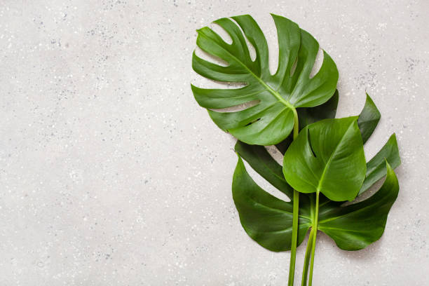 istock monstera leaf tropical plant on gray background 1317606006