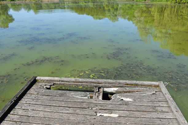 Broken wooden pier over the green lake