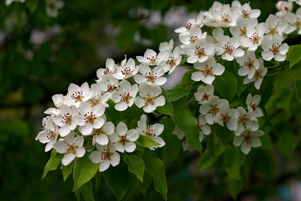 istock white flowers on a branch in spring 1317607226