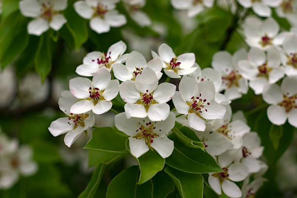 istock white flowers on a branch in spring 1317607227