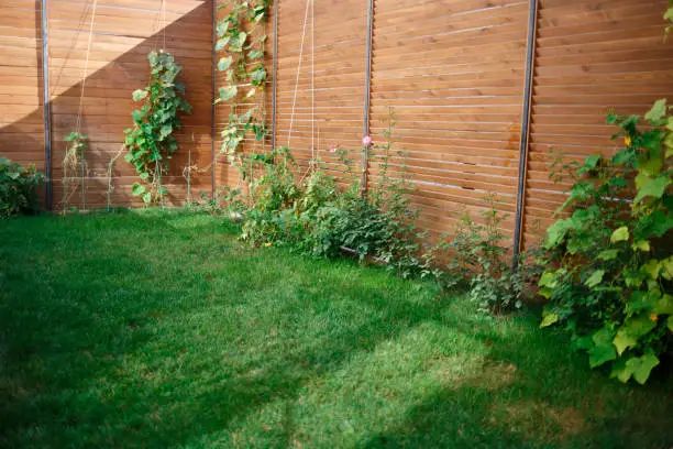 Photo of backyard at the house. green lawn and beds