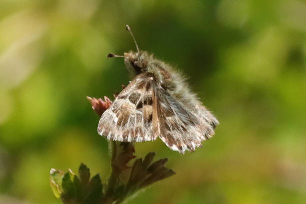 istock Hesperia of the acea (Carcharodus alceae) 1317609813