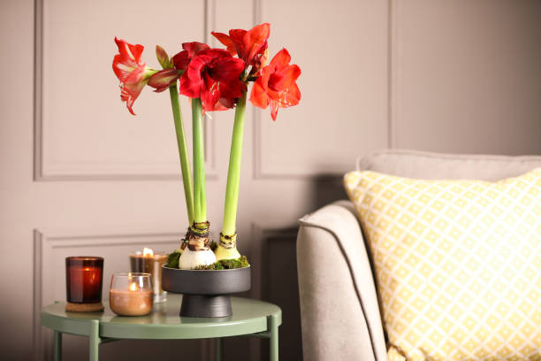 красивые красные цветы амариллис на столе в комнате - amaryllis стоковые фото и изображения