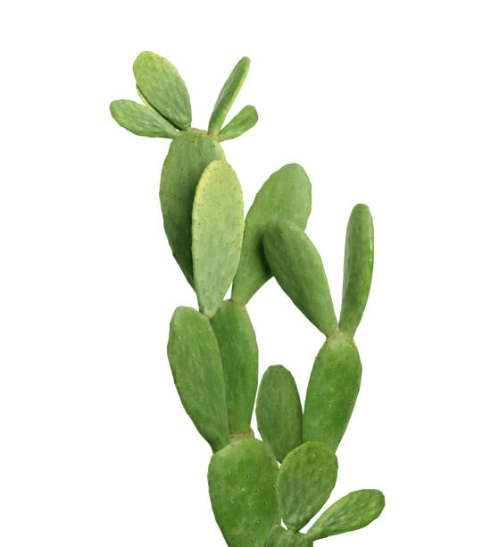 istock Beautiful big green cactus on white background 1317610579