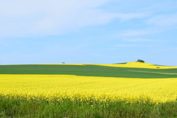 istock yellow field in the front and on the hill 1317611314