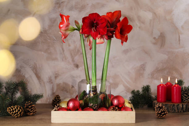 bellissimi fiori di amaryllis rossi e decorazioni natalizie su tavolo di legno - amaryllis foto e immagini stock