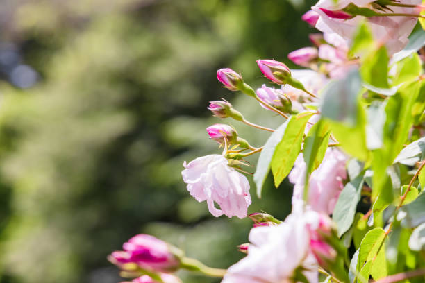 istock Fresh and colorful roses in full bloom 1317611404