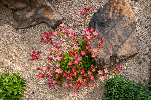 Saxifraga arendsii. Blooming saxifraga in rock garden, top view. Rockery with small pretty pink flowers, nature background.