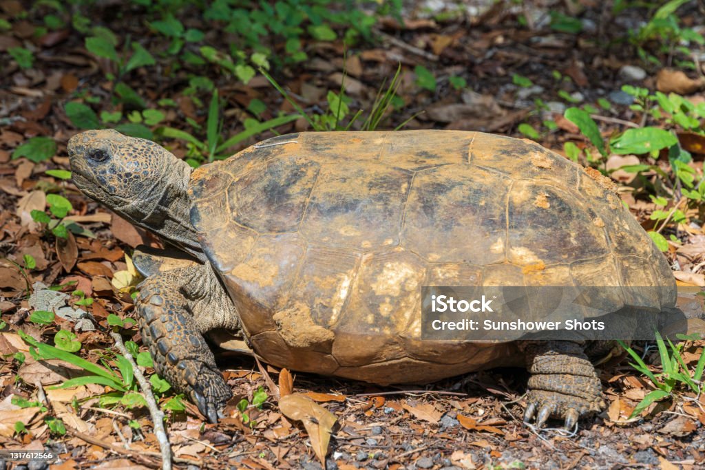 Gopher tortoise (Gopherus polyphemus) - Brooksville, Florida, USA A Gopher tortoise (Gopherus polyphemus) Animal Stock Photo
