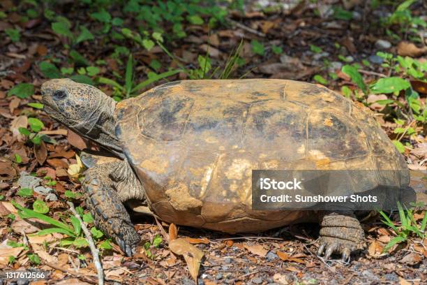 Gopher Tortoise Brooksville Florida Usa Stock Photo - Download Image Now