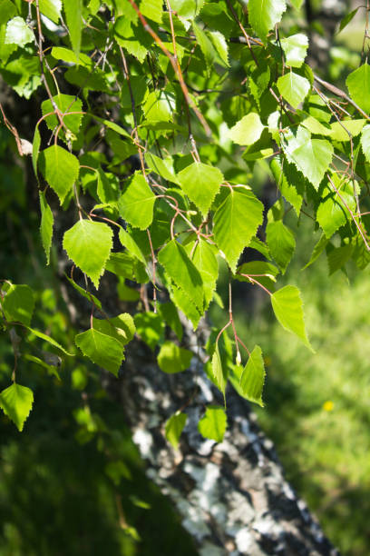 istock Birch branch in the forest in the summer day 1317613024