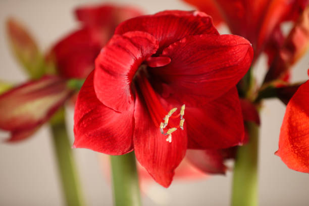 istock Beautiful red amaryllis flowers on blurred background, closeup 1317613056