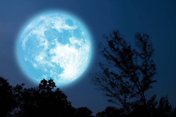 istock Full Grain blue moon silhouette tree in field on night sky 1317613080